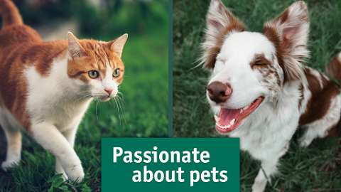 Photo: Greencross Vets Jindalee Photo: Greencross Vets Jindalee